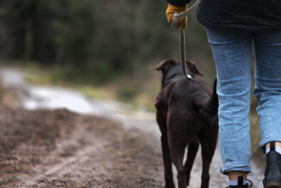 image for Keep Your Dog Active This Fall and Winter